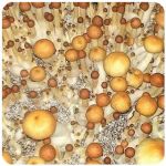 Псилоцибиновые (галлюциногенные)  грибы Psilocybin "Golden Teacher" в Бузулуке