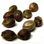 Семена марихуаны АК-47  (Seeds AK-47) в Бузулуке